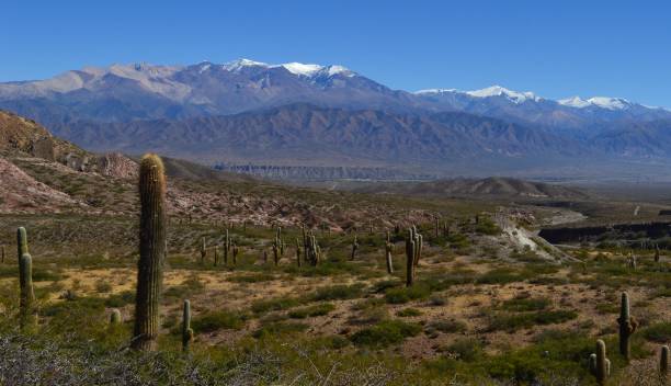 istock Cafayate landscape. Cactus in the foreground 2194925132