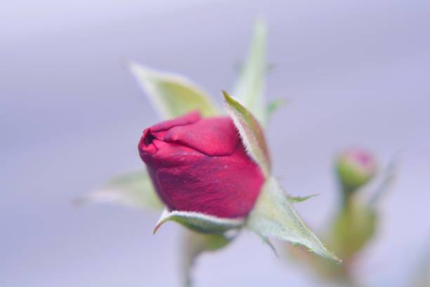 istock A closeup of a red rose bud. 2194925429