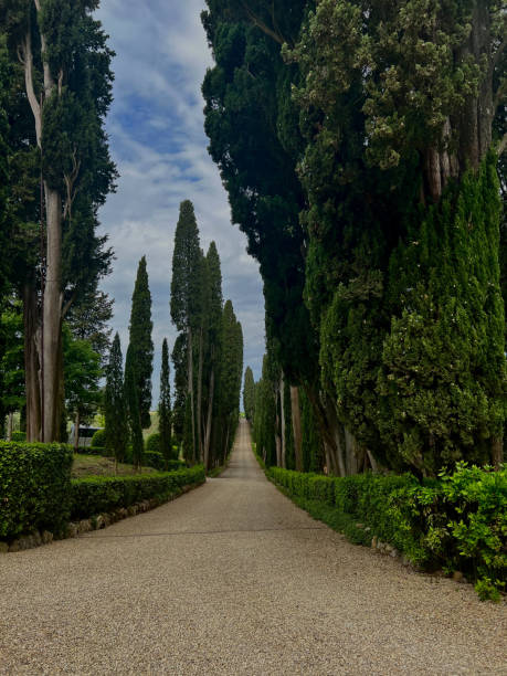 istock Lush Italian vineyard driveway 2194929028