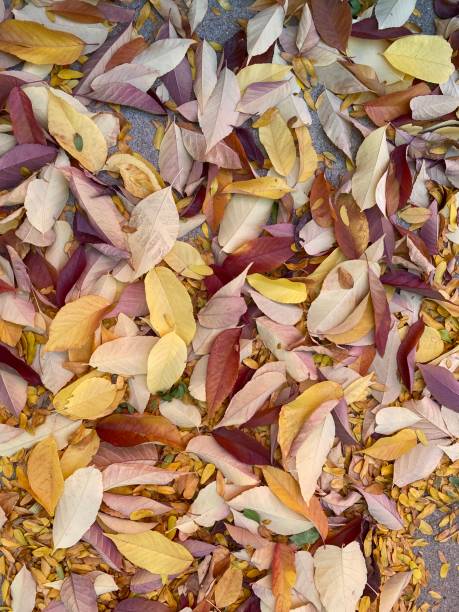 istock Autumn leaves on the ground 2194929741
