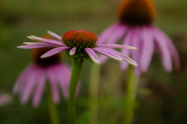 Flower, Echinacea, Sunset, purple