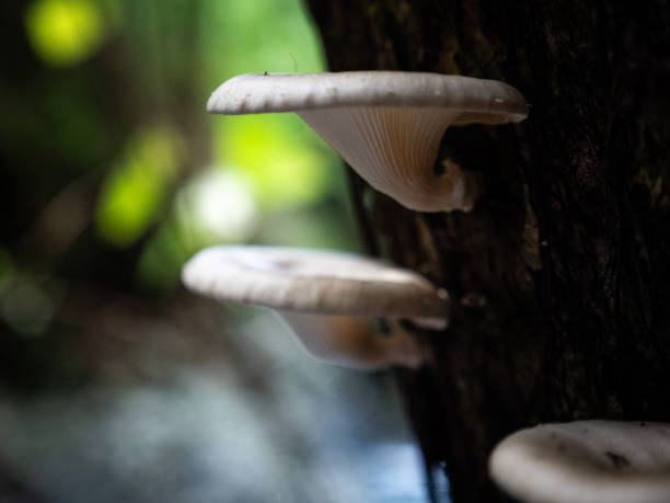 istock Oyster mushrooms in the wild 2194935629
