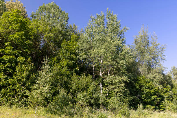 istock the edge of the mixed forest with deciduous trees and green grass 2194937733