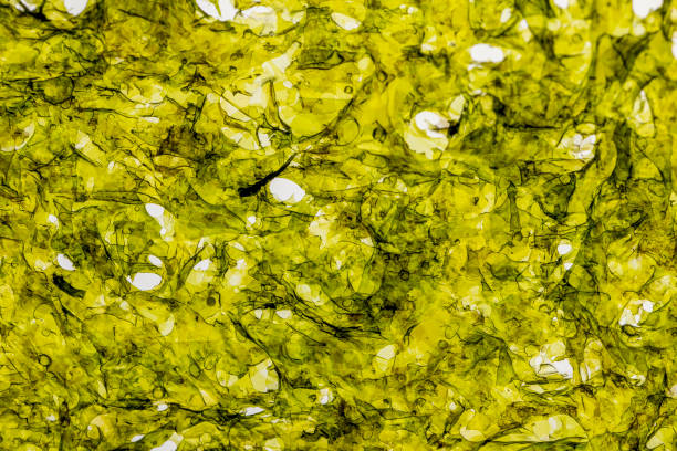 fried and dehydrated green algae, thin green algae on the table during seafood cooking closeup