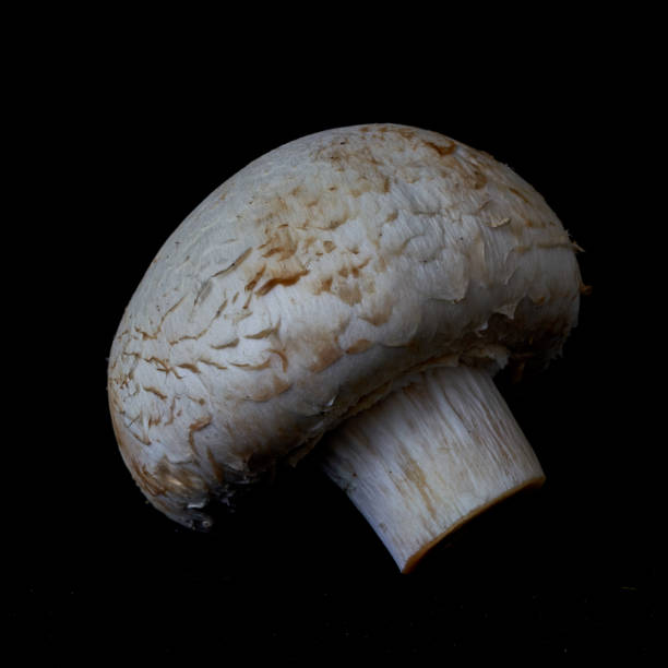 istock champignons mushrooms lie on a black background 2194938029