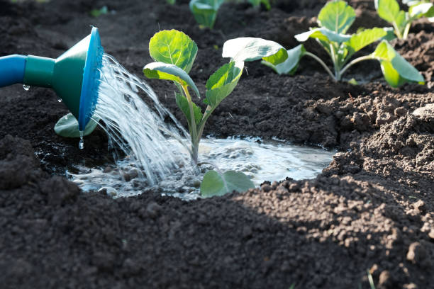 istock Irrigation, watering with  garden watering can of cabbage 2194938049
