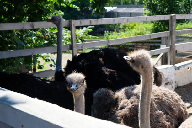 istock Ostriches in a wooden paddock 2194938819