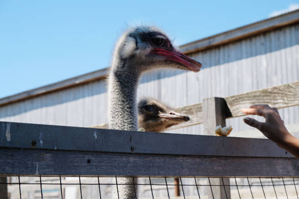 istock Ostrich farm, visitors feed the ostriches with bread 2194938834