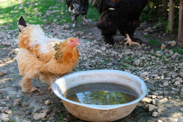 istock Domestic chicken drinks water, close-up. 2194938841