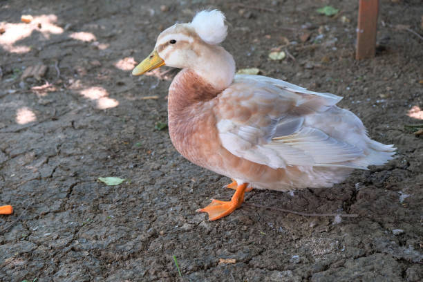 istock Beautiful domestic duck outdoors in a farm 2194938852