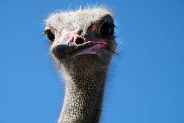 istock Ostrich head close up against blue sky 2194938860