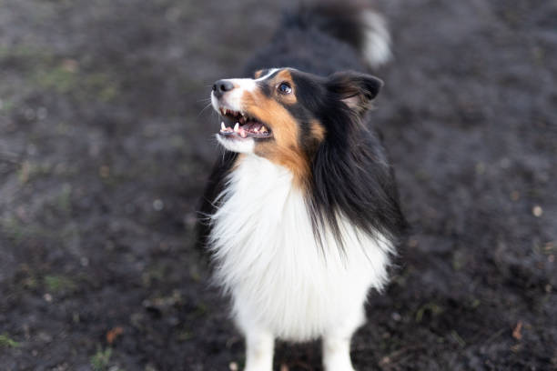 istock Shetland Sheep Dog on Dog Run 2194940165