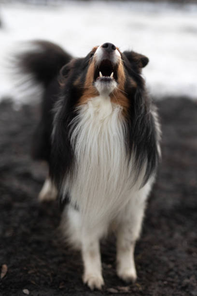 istock Shetland Sheep Dog on Dog Run 2194940221