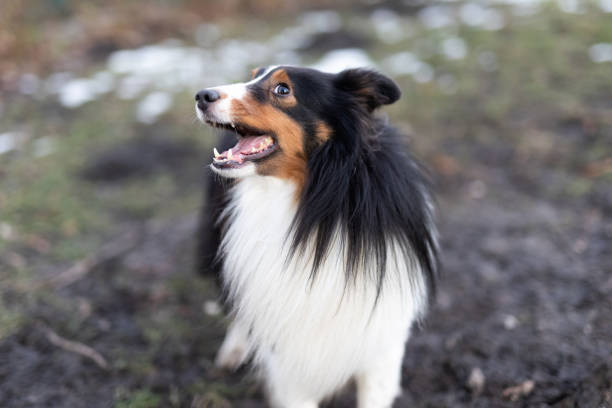 Shetland sheepdog sitting between colorful autumn leaves  during a sunny autumn day