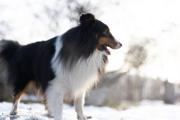 Sheltie on Dog Run near the student campus in Cracow.