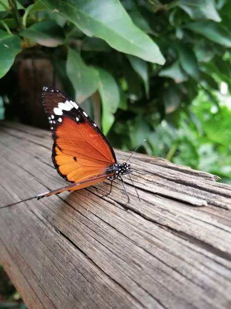 istock Close up side profile of a African Monarch Butterfly 2194941813
