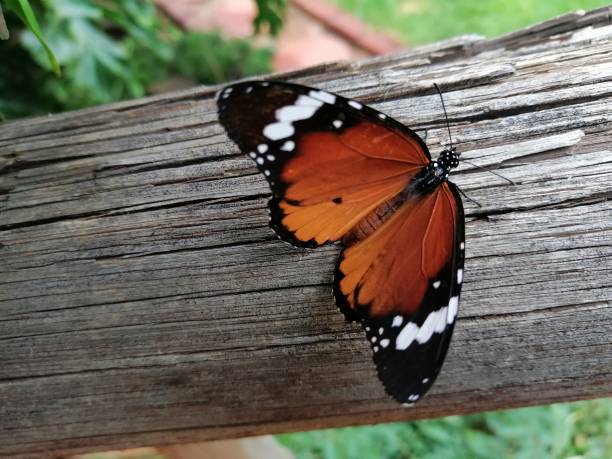 istock Close up Image of a African Monarch Butterfly 2194941818