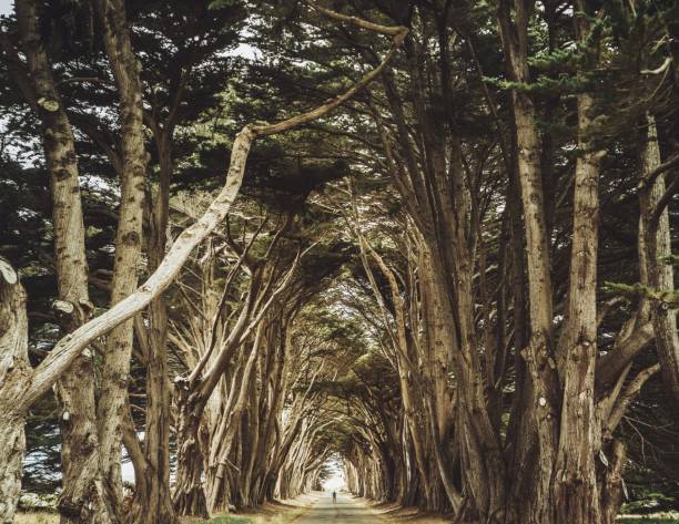 A long row of cypress trees create a shaded tunnel in Northern California's Point Reyes National Seashore.