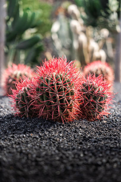 Colorful red cacti with striking red spines thrive in a rocky desert landscape under bright sunlight.