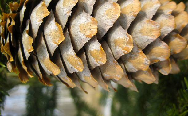 istock Spruce, pine cone close up. Woody scales 2194942370