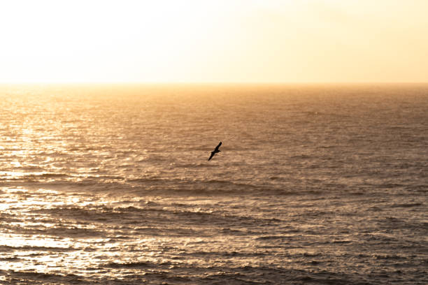 A bird gracefully fly above shimmering waves as the sun sets, painting the sky in warm hues.