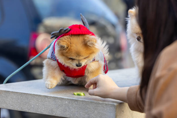 cute Pomeranian breed dog on the table