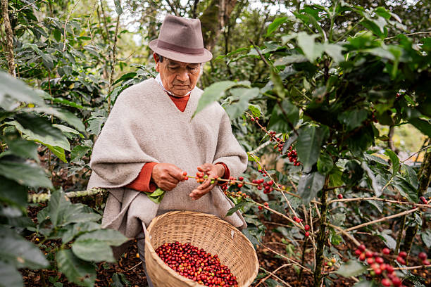 Senior man harvesting coffee on a farm