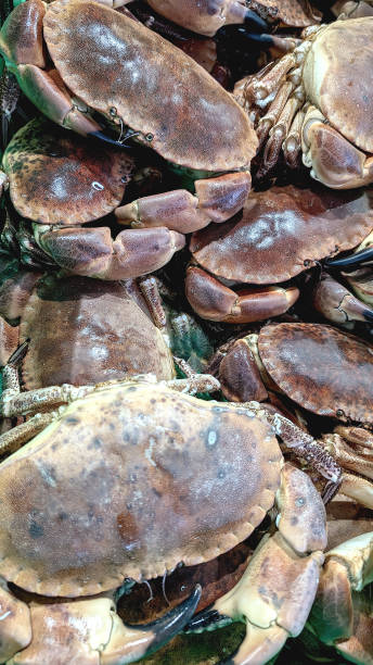 istock Showcase of fresh crabs on fish market, vertical background 2194944451