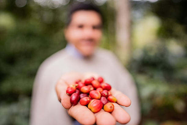 Close-up of a man harvesting coffee on a farm