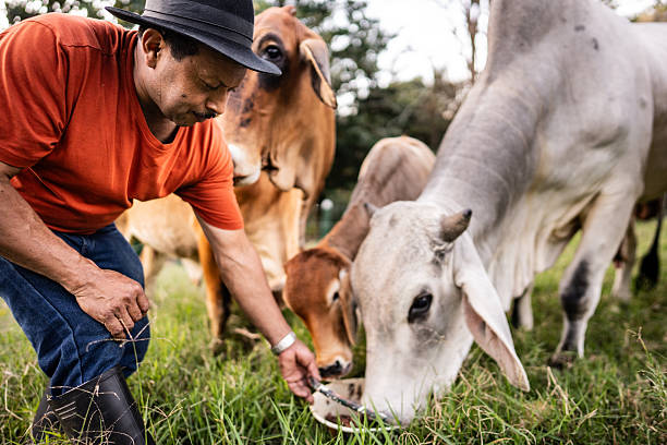 istock Mature man feeding the cattle on a farm 2194945300