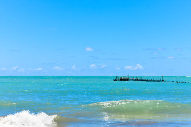 istock Japataringa beach, in Alagoas, Brazil. 2194948770