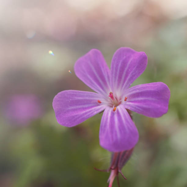 istock Herb robert, Geranium robertianium, pink flower in the garden in springtime 2194948956