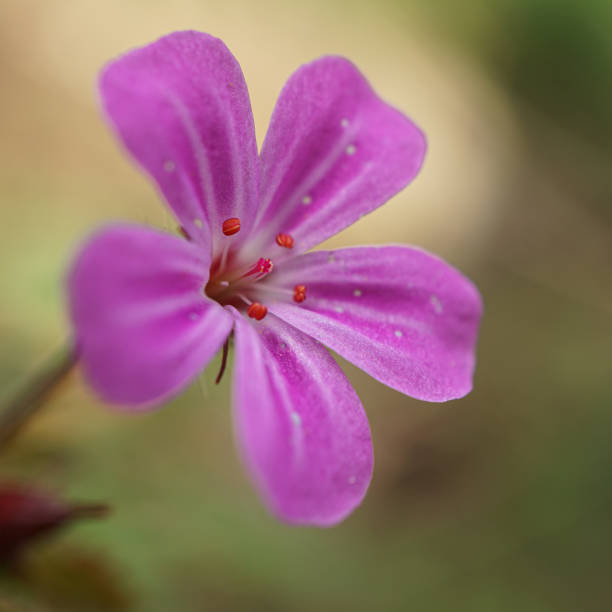 istock Herb robert, Geranium robertianium, pink flower in the garden in springtime 2194948959