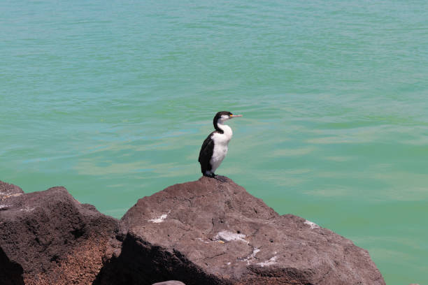 istock Shag bird seating on rock by sea 2194949826