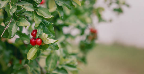 istock Acerola Red cherries fruit on the bunch in the dew 2194949909