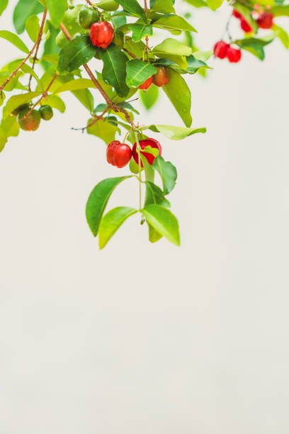 Acerola Brazilian Fruit -  Acerola Red cherries fruit on the bunch in the dew