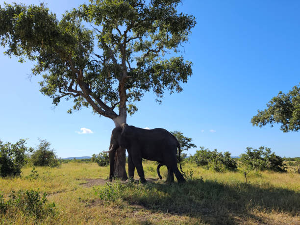 istock Afrikanischer Elefant / African elephant / Loxodonta africana 2194950843