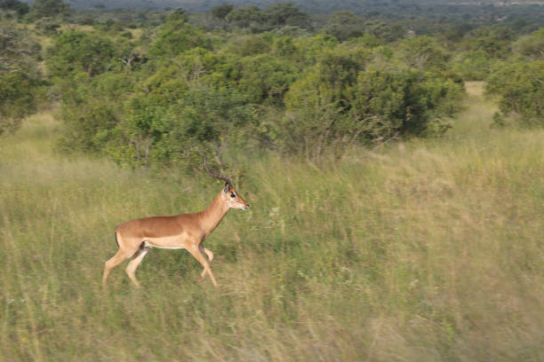 Side view of one impala antelope walking in grassy South Africa wildlife reserve in the morning.