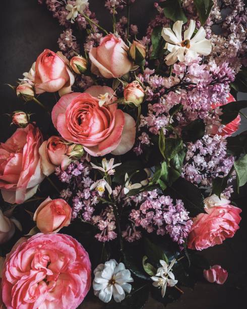Blooming pink rose by sunligjht.