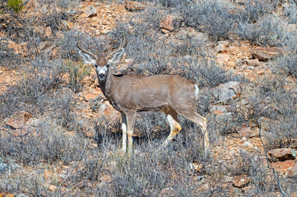 istock Mule Deer Stopping to Check Its Surroundings 2194953858