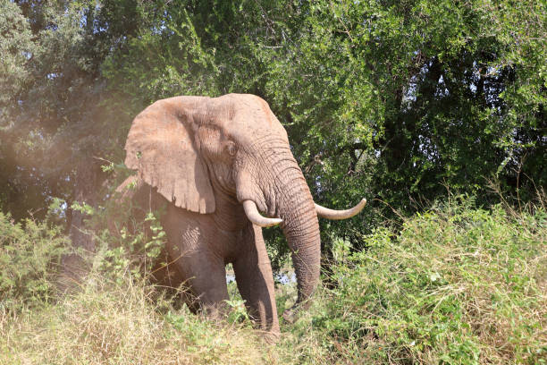 istock Afrikanischer Elefant / African elephant / Loxodonta africana 2194954463