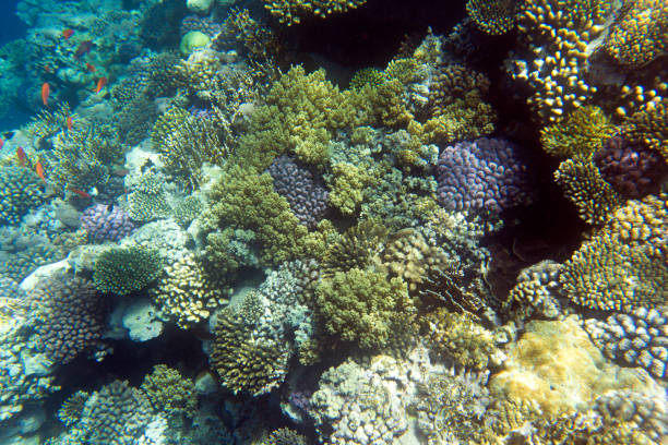 istock View of coral reef 2194955131