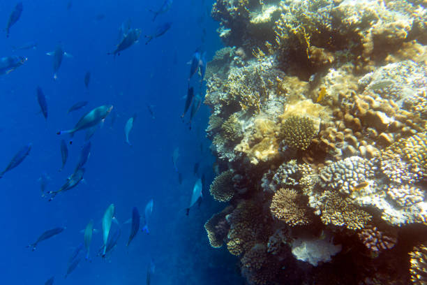 Corals and algae of the Red Sea. Deep sea background