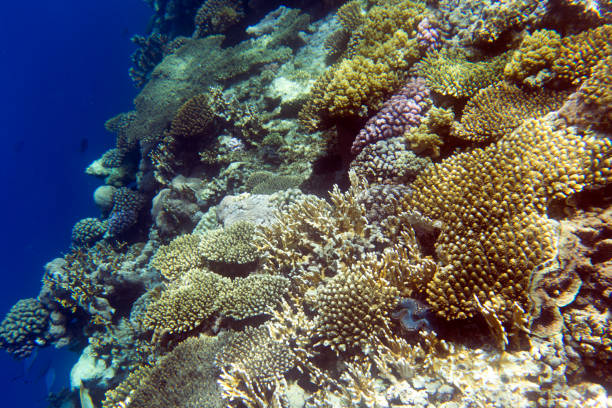 Expansive underwater scene showcases coral formations bathed in blue light. Depth offers serene view, depicting marine life habitat with shadows and textures