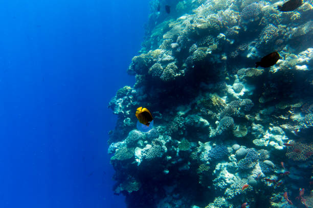 The wreck of the Iona ship in the red sea offshore from Yanbu offers the setting for a beautiful lion fish, Saudi Arabia