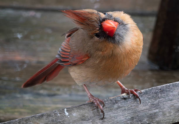 istock A Northern Cardinal feeds on the backyard deck 2194955515