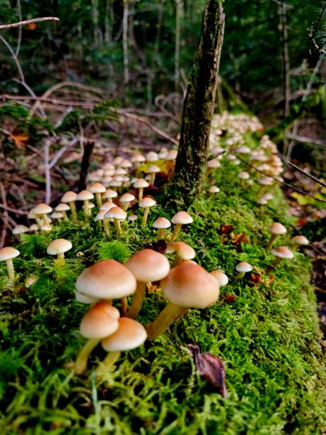 istock Group of mushrooms 2194957678