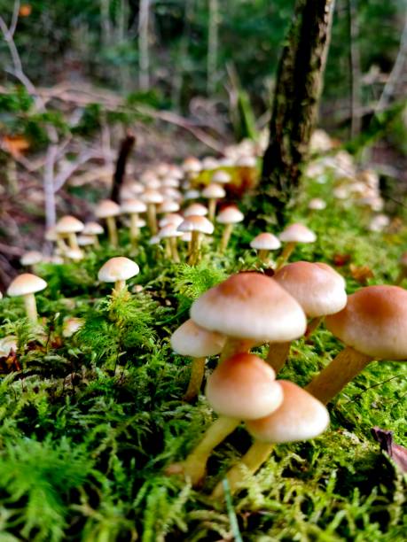 istock Group of mushrooms 2194957691