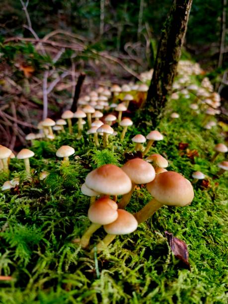 istock Group of mushrooms 2194957695