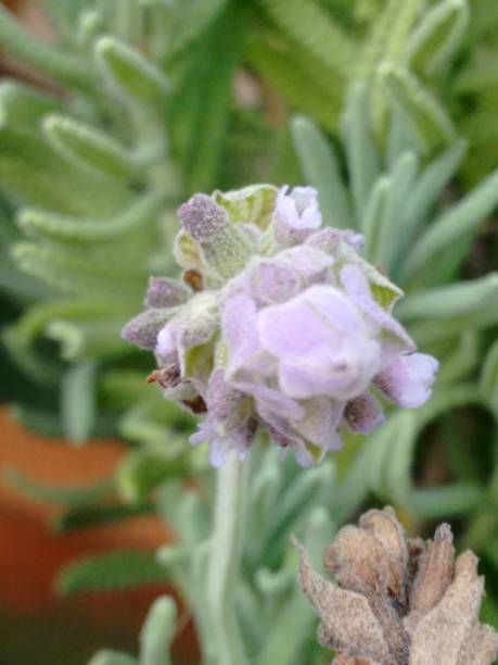 Lavandula sp., or lavender, is a genus of aromatic and ornamental plants known for its beautiful flowers and unmistakable fragrance. With flowers ranging from purple to lilac, and narrow, silver-toned leaves, lavender is widely cultivated for both decorative and therapeutic purposes. The plant typically grows in a compact shrub form, with spike-like inflorescences that emit a mild, relaxing perfume. Used in aromatherapy and essential oil production, lavender is also a hardy and low-maintenance plant, making it ideal for gardens and landscapes.
The lavender inflorescence (Lavandula sp.) stands out for its small purple flowers clustered in elongated, verticillate spikes. Its cylindrical and compact shape contrasts with the plant’s green-gray leaves, creating a harmonious and aromatic composition. The floral structure features small calyces that support the flowers, while delicate trichomes on the surface give it a velvety appearance and are responsible for lavender’s distinctive fragrance. Rich in essential oils, the inflorescence is widely used in aromatherapy, perfumery, and cosmetics, in addition to being admired for its ornamental beauty and therapeutic properties.
Lavender, also known as alfazema, Spanish lavender, French lavender, and English lavender, is an aromatic plant known for its purple, bluish-purple, or lilac flowers that adorn gardens and fields worldwide. Its narrow, silver-toned leaves contrast with the spike-like inflorescences, which emit a mild, relaxing fragrance. Depending on the variety, the plant may have distinct characteristics, such as English lavender, which is more cold-tolerant, and Spanish lavender, known for its more intense fragrance. In addition to its ornamental appeal, lavender is renowned for its therapeutic properties and its use in aromatherapy, cosmetics, and as a seasoning. diversidad y fragancia de la lavanda: especies y variedades. la belleza del púrpura en las variedades inglesa, francesa y española. lavanda inglesa vs. lavanda española. el encanto de la lavanda: del alfazema a la aromaterapia. el toque fragante para el